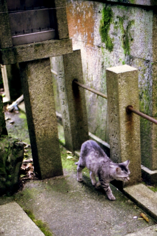 熊鷹社の猫