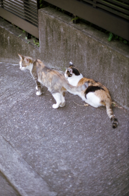 裏参道の猫２
