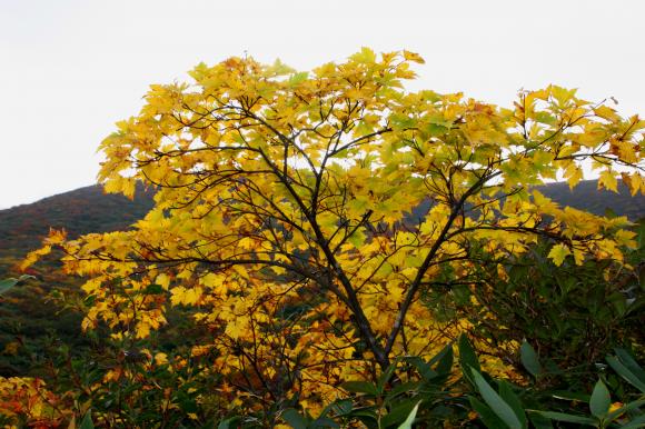 紅葉