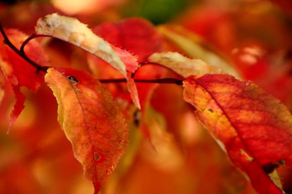 紅葉2