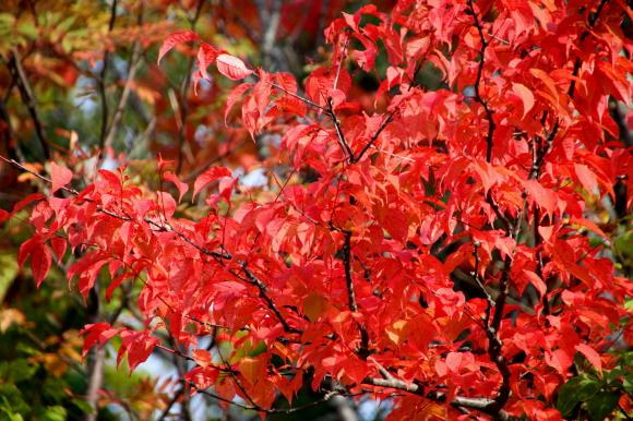 紅葉