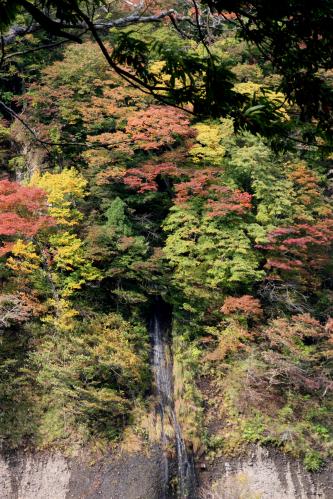 ミニ紅葉