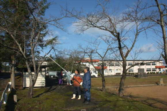 桜剪定M