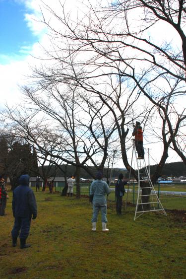 桜剪定8
