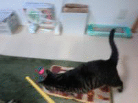 1348969340H5S0Q1p9yhxMXnC_1348969337.gif
