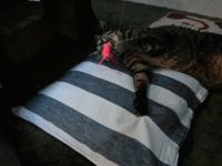 1348969620twgDl3nhk9m6Vw6_1348969618.gif