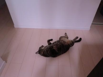 CIMG2040_convert_20120601233032.jpg