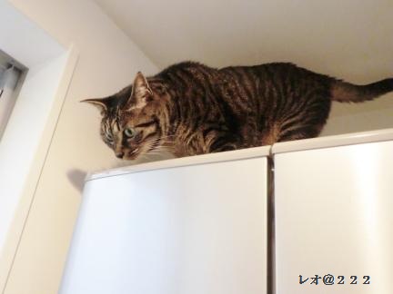CIMG2361_convert_20120714203212.jpg