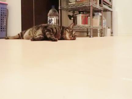 CIMG2604_convert_20120831213125.jpg