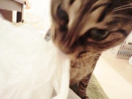 CIMG2622_convert_20120830221727.jpg