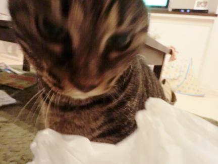 CIMG2629_convert_20120830221830.jpg