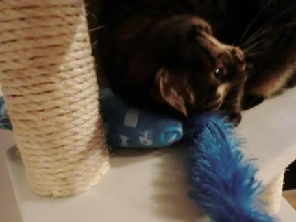 CIMG2734_convert_20120924225445.jpg