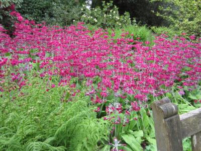 2012spring3 029
