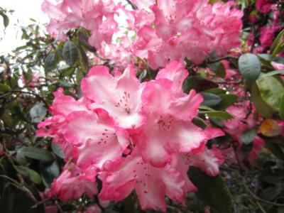 2012spring3 028