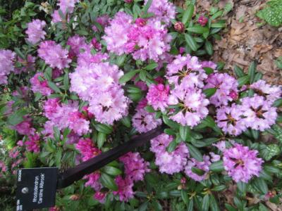 2012spring3 030