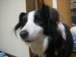 IMGP0027_R.jpg