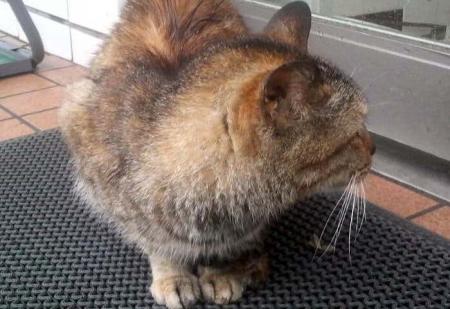 猫 ブログ