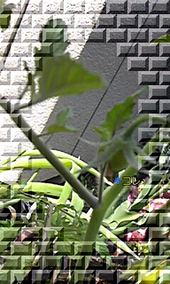 tomato