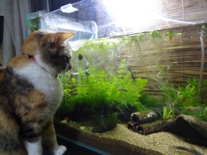 猫と水槽