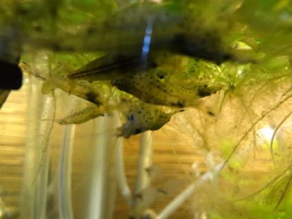 ヤマトヌマエビの水草掃除