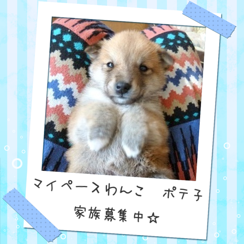 ポテ子