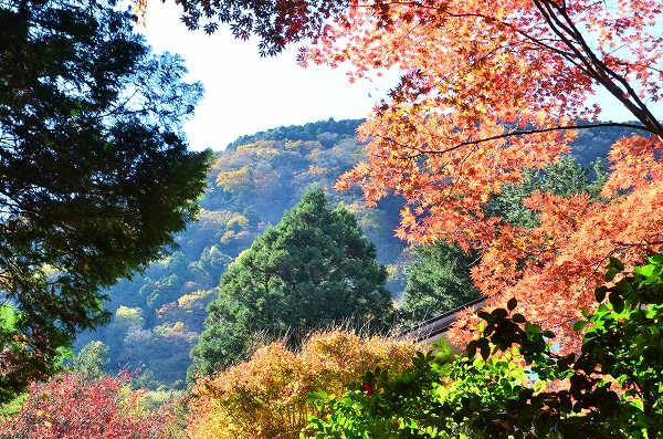 s-20141118_15687D7.jpg