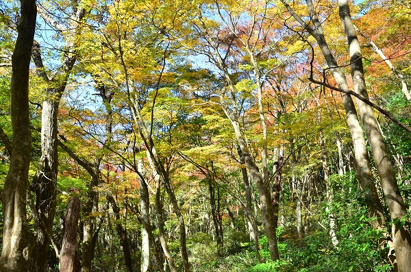 s-20141118_15698D7.jpg
