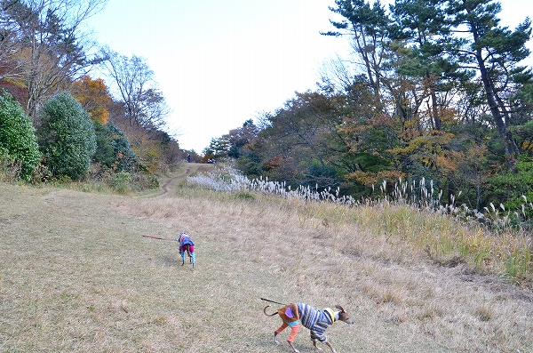 s-20141118_15728D7.jpg