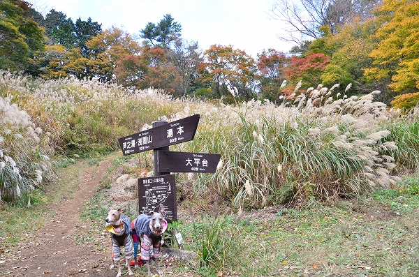s-20141118_15751D7.jpg