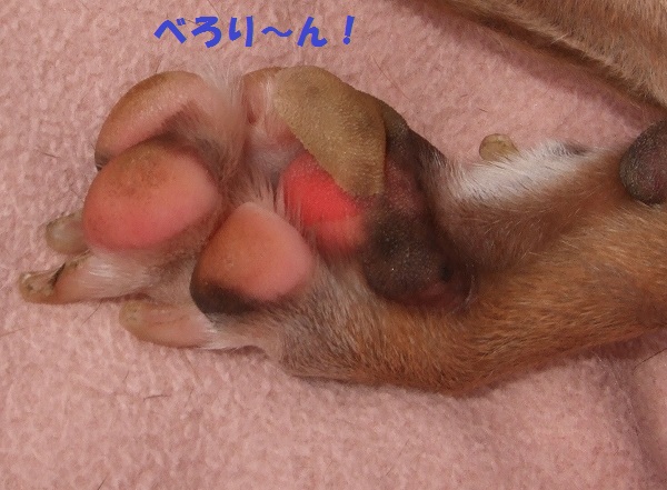 s-DSCF4253t.jpg