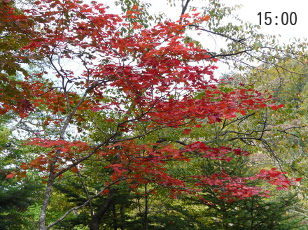 日光