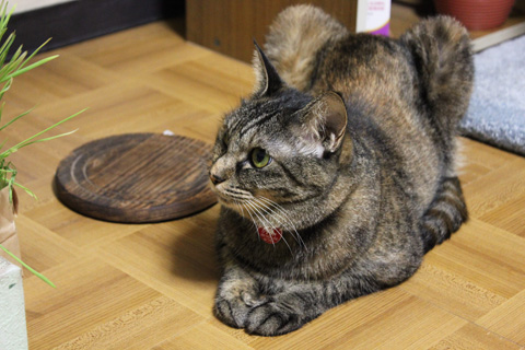 ゴハン①