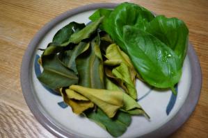 20120512-06 kaffir lime leaves basil (800x532)