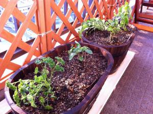 20120423-03 herbs (800x598)