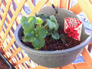 20120423-02 strawberry (800x598)