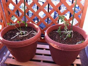 20120423-01 cucumber tomato (800x598)
