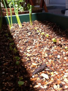 20120429-01 radish (598x800)