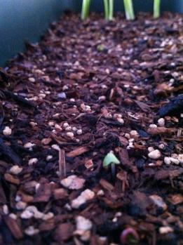 20120428-01 radish (598x800)