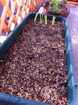 20120424-03 radish (598x800)