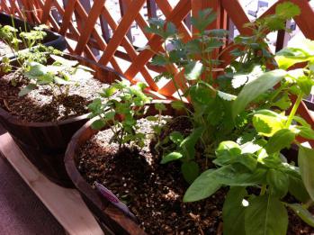 20120429-02 herbs (800x598)