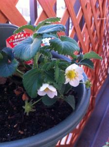 20120428-02 strawberry (598x800)