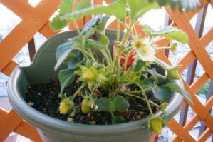 20120513-09 strawberry (800x532)
