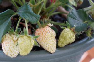 20120526-04 strawberry (800x532)