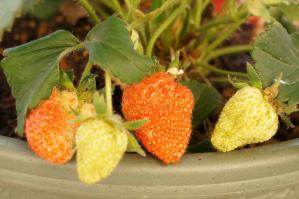 20120527-05 strawberry (800x532)