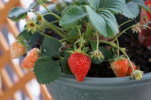 20120605-09 strawberry (800x532)