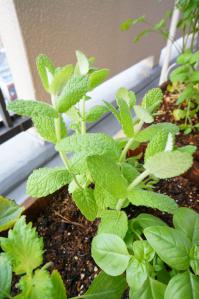20120516-10 mint (532x800)