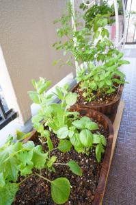 20120516-09 herbs (532x800)
