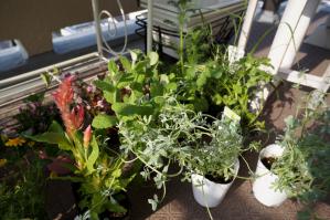 20120516-05 flowers herbs (800x532)