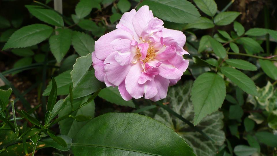 ミニ薔薇