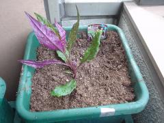 DSC08137.jpg